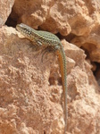 FZ028336 Lizard on rocks.jpg